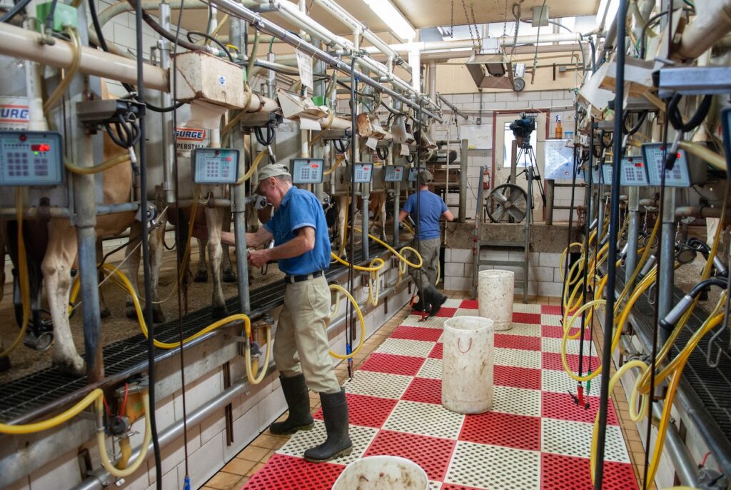 Mantener la salud del ganado es importante para Gestión de la producción lechera