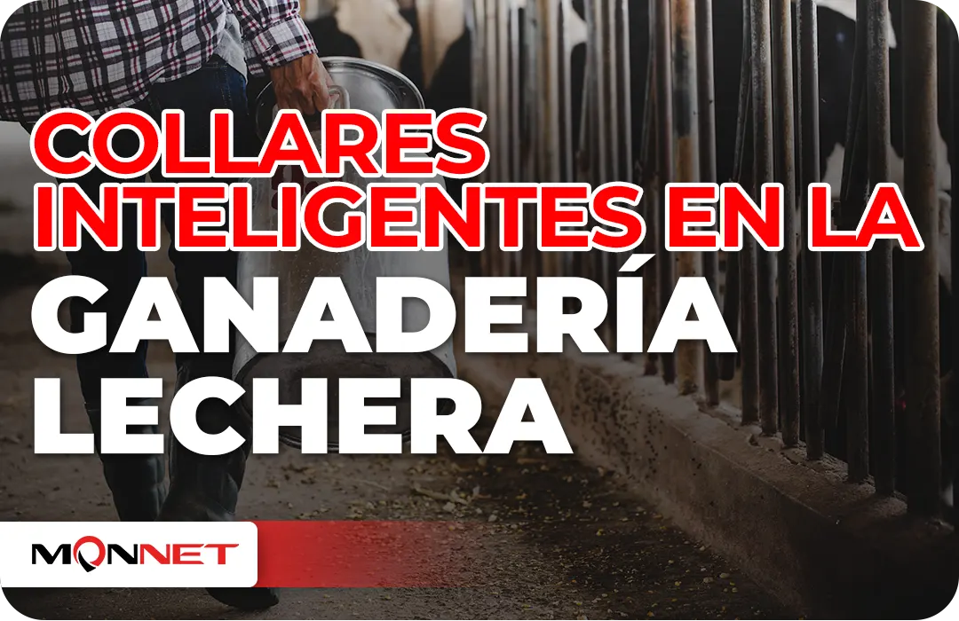 Collares Inteligentes en la ganaderia lechera